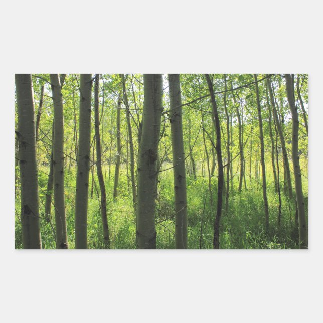 Aspen Poplar Grove Sticker (Front)