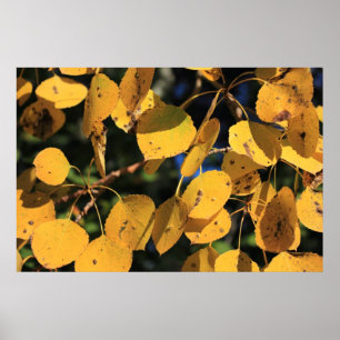 Aspen Poplar Leaves in Autumn Poster