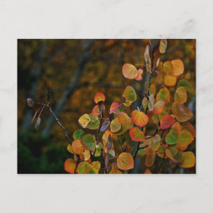 ASPEN TREE BRANCHES WITH FALL COLORED LEAVES POSTCARD