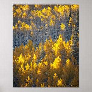 Aspen tree groves in fall colours and new poster