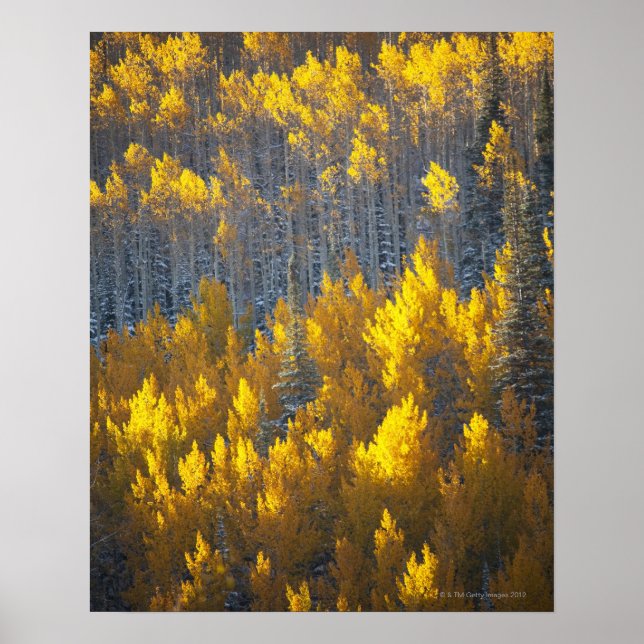 Aspen tree groves in fall colours and new poster (Front)