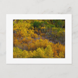 "Aspen Tree Hill" Postcard