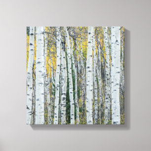 Aspen Tree Trunks   Aspen, Colorado Canvas Print