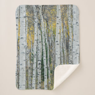 Aspen Tree Trunks   Aspen, Colorado Sherpa Blanket