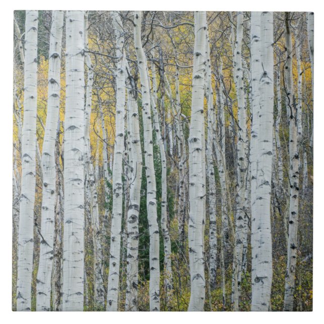 Aspen Tree Trunks | Aspen, Colorado Tile (Front)