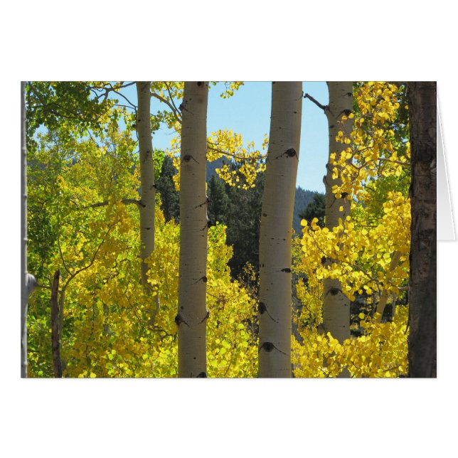Aspen Tree Trunks in Golden Grove (Front Horizontal)