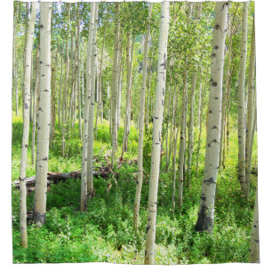 Aspen Trees