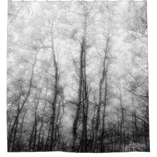Aspen Trees - Black & White