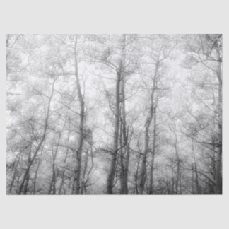 Aspen Trees - Black & White Tissue Paper