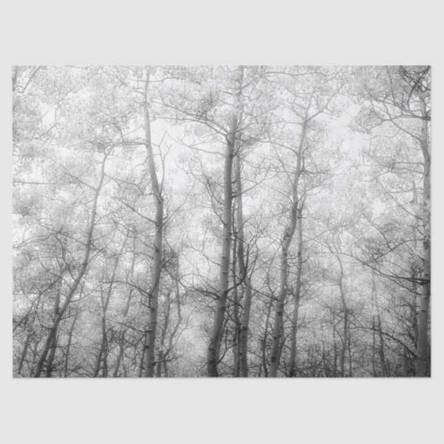 Aspen Trees - Black & White Tissue Paper (Front)