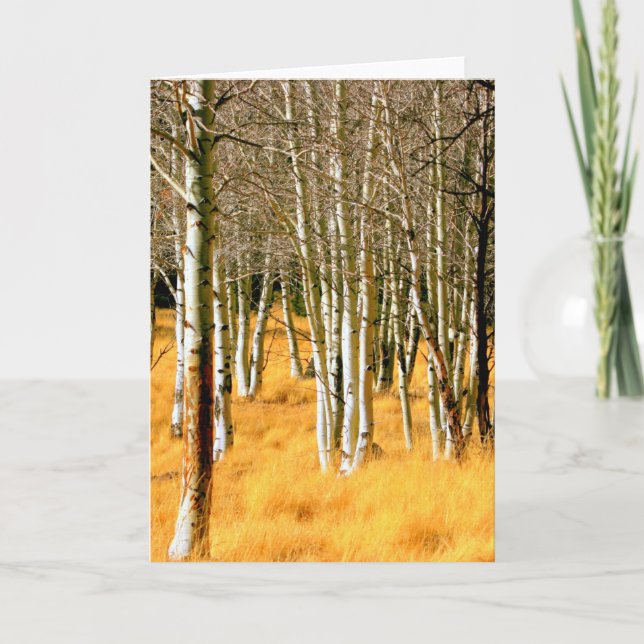 aspen trees greeting card (Front)