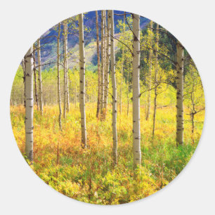 Aspen Trees in Autumn in the Rockies Classic Round Sticker