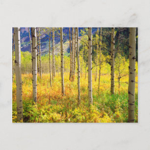 Aspen Trees in Autumn in the Rockies Postcard