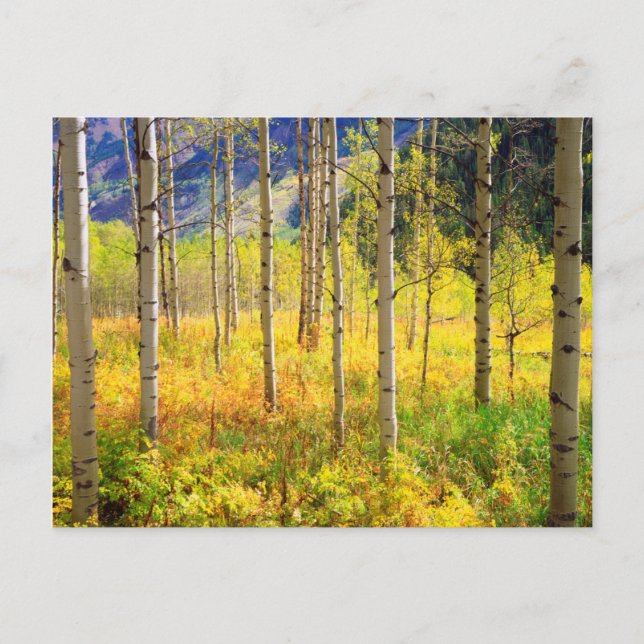 Aspen Trees in Autumn in the Rockies Postcard (Front)