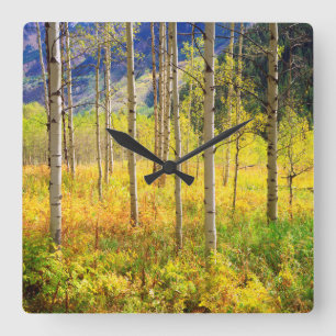 Aspen Trees in Autumn in the Rockies Square Wall Clock