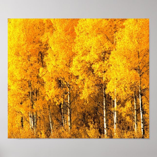 Aspen Trees in Colorado Poster (Front)