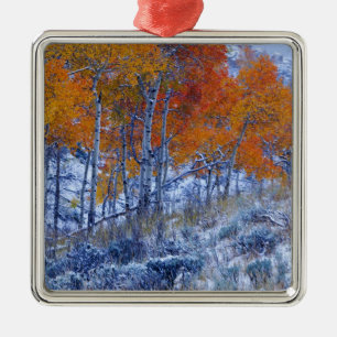 Aspen trees in Fall colours, Bighorn Mountains, Metal Ornament