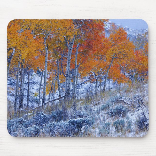 Aspen trees in Fall colours, Bighorn Mountains, Mouse Pad (Front)
