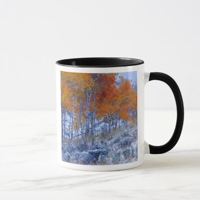 Aspen trees in Fall colours, Bighorn Mountains, Mug (Right)
