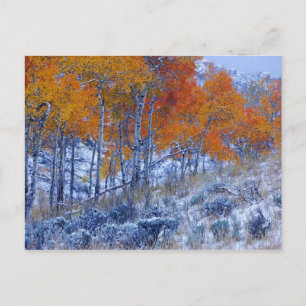 Aspen trees in Fall colours, Bighorn Mountains, Postcard