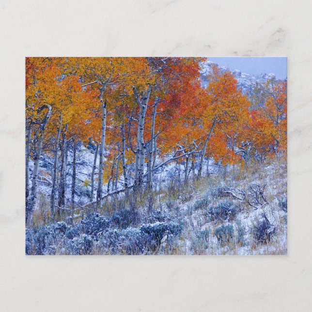 Aspen trees in Fall colours, Bighorn Mountains, Postcard (Front)