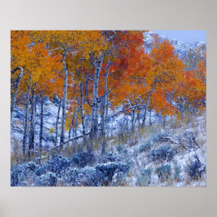 Aspen trees in Fall colours, Bighorn Mountains, Poster