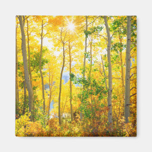 Aspen Trees In Fall   Sierra Nevada Mountains, CA Magnet