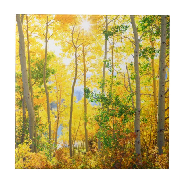 Aspen Trees In Fall | Sierra Nevada Mountains, CA Tile (Front)