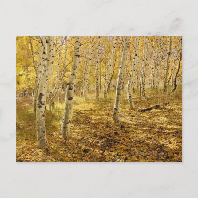Aspen Trees in the Fall Postcard (Front)