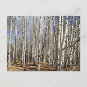 Aspen Trees in Winter Postcard
