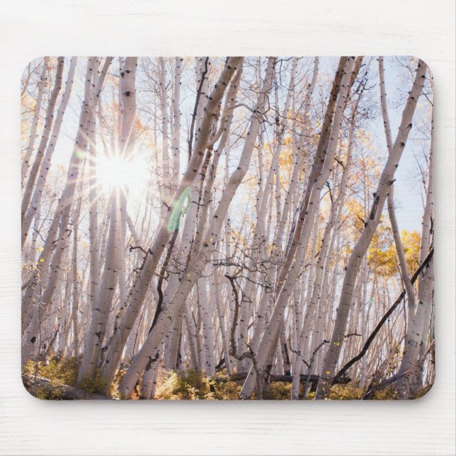 Aspen Trees Mouse Pad (Front)