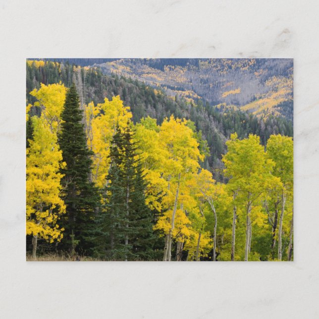 Aspen Trees (Populus Tremuloides) And Conifers 2 Postcard (Front)