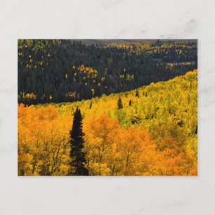 Aspen Trees (Populus Tremuloides) And Conifers Postcard