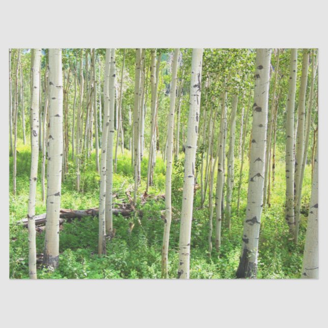 Aspen Trees Tissue Paper (Front)