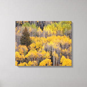 Aspen Trees   White River National Forest Canvas Print