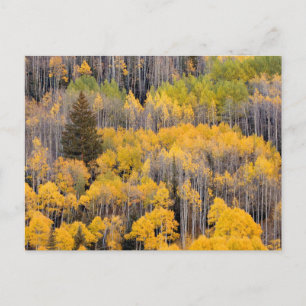 Aspen Trees   White River National Forest Postcard