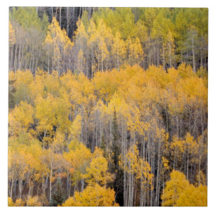 Aspen Trees White River National Forest Tile