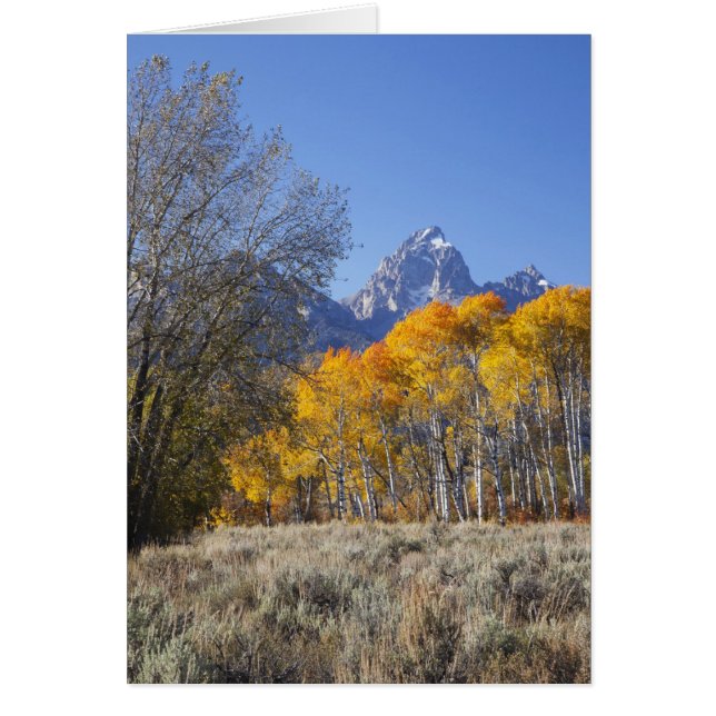 Aspen trees with the Teton mountain range 3 (Front)