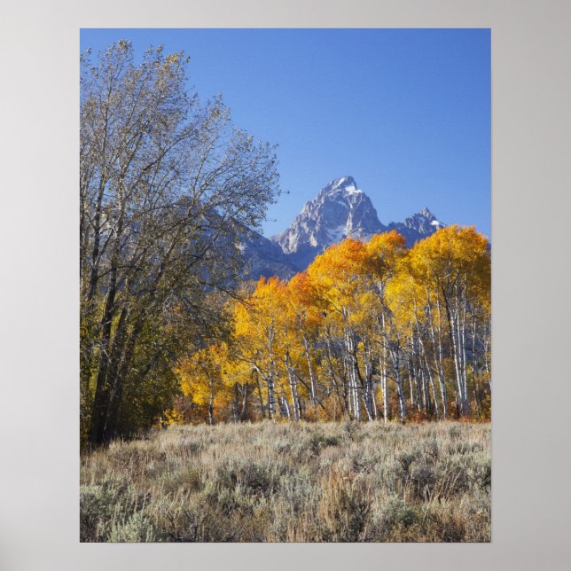 Aspen trees with the Teton mountain range 3 Poster (Front)
