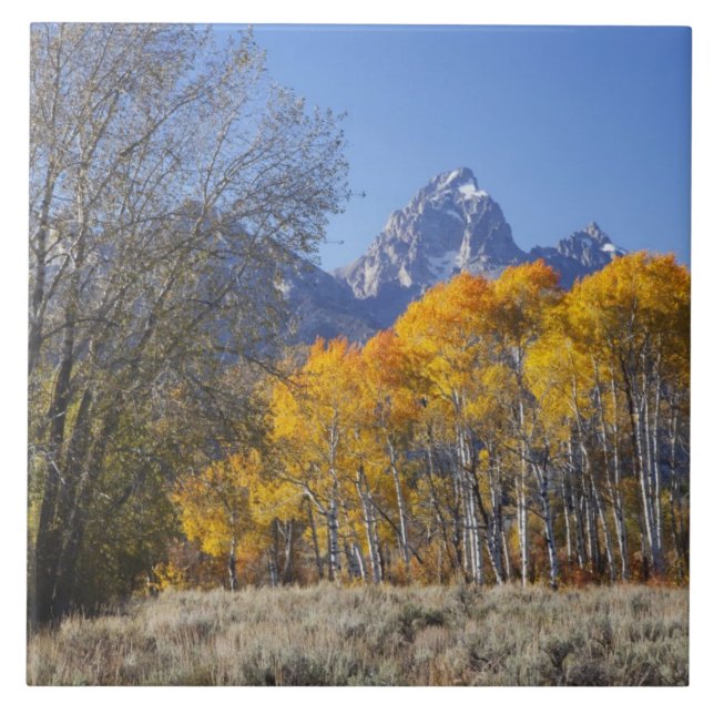 Aspen trees with the Teton mountain range 3 Tile (Front)