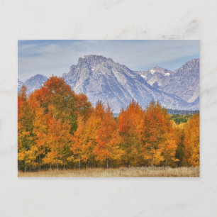 Aspen trees with the Teton mountain range 5 Postcard