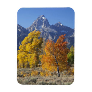 Aspen trees with the Teton mountain range 6 Magnet