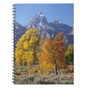 Aspen trees with the Teton mountain range Notebook