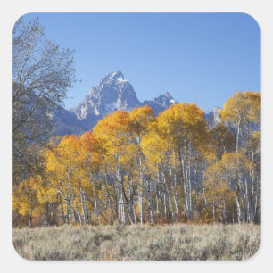 Aspen trees with the Teton mountain range Square Sticker