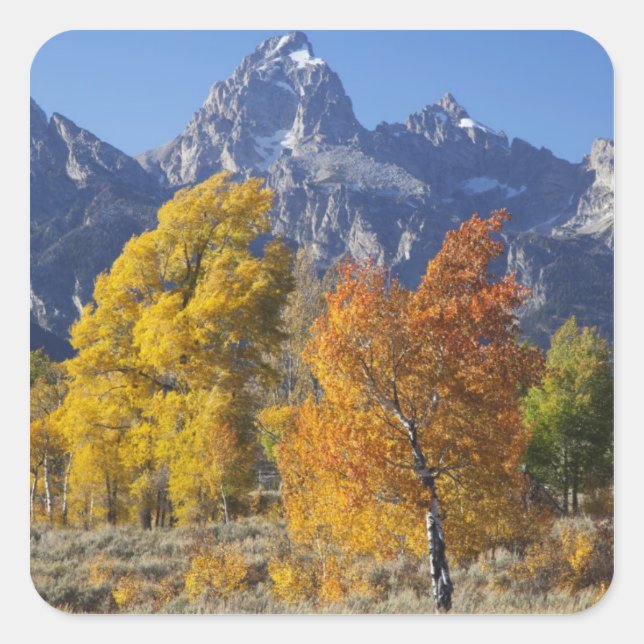 Aspen trees with the Teton mountain range Square Sticker (Front)