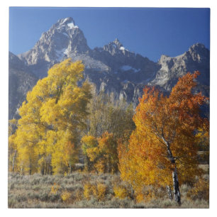 Aspen trees with the Teton mountain range Tile