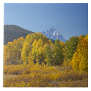 Aspen trees with the Teton mountain range Tile