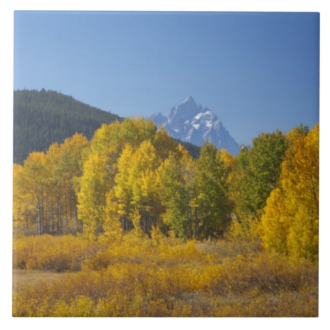 Aspen trees with the Teton mountain range Tile (Front)