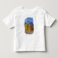Aspen trees with the Teton mountain range