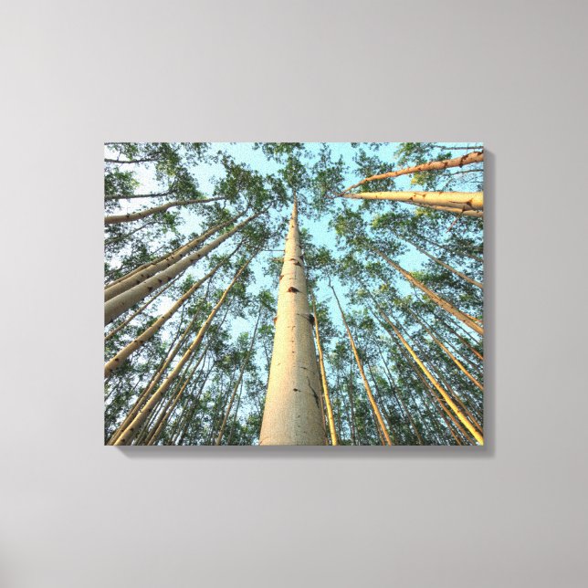Aspen Trunks And Leaves, Yukon Canvas Print (Front)